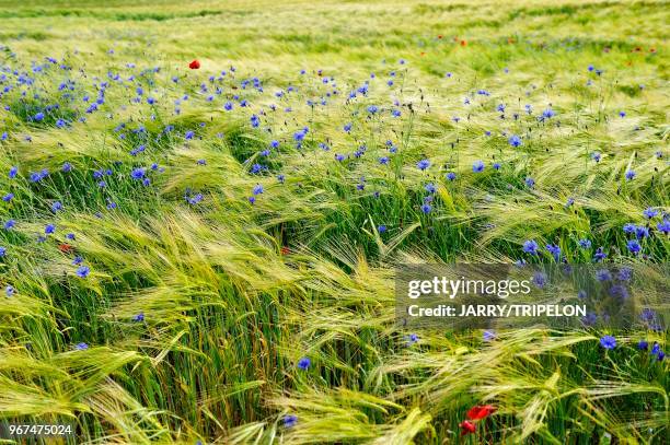 France, champs de céréales et fleurs sauvages//France, cereals field and wildflowers.