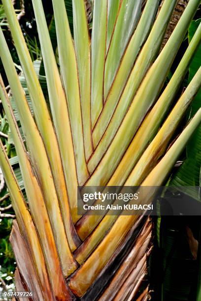 Ravenala madagascariensis.