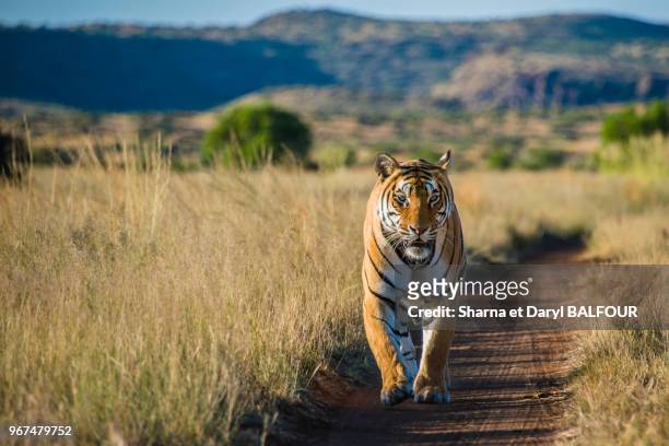 Un tigre femelle asiatique descend une piste dans le Tiger Canyon Private Game Reserve, Afrique du Sud. Expérimantion dans la conservation du tigre...