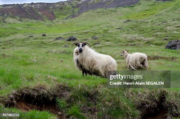 Moutons d'élevage en liberté dans la vallée de Reykjadalur, zone géothermale de Hveragerdi, dans la région du Sudurland en Islande.