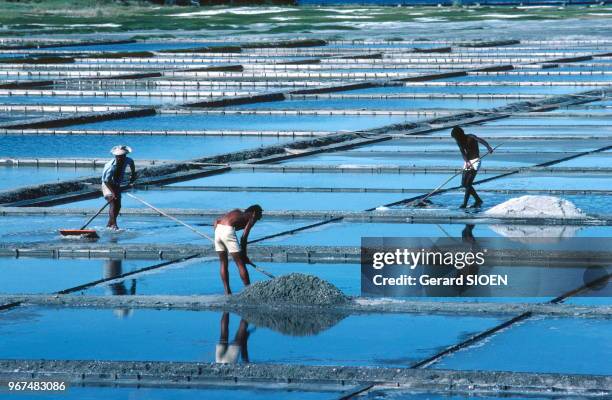 Brésil, état de Rio de Janeiro, Cabo Frio, récolte du sel//Brazil, state of Rio de Janeiro, Cabo Frio, salt harvest, circa 1980.