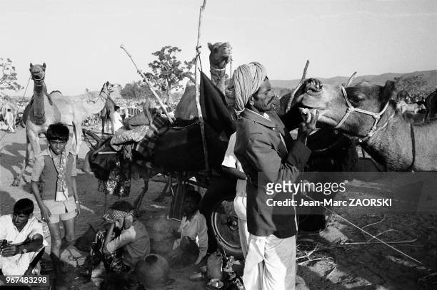 La foire aux chameaux, qui se déroule chaque année au mois d?octobre ou novembre, en fonction du calendrier lunaire hindou, dans cette petite ville...