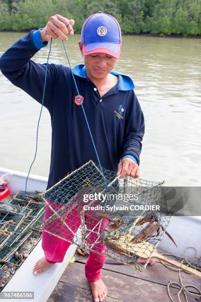 Asie, Bornéo, Malaisie, Sarawak, pêche de crabes de mangrove sur la rivière Salak près de Kuching.