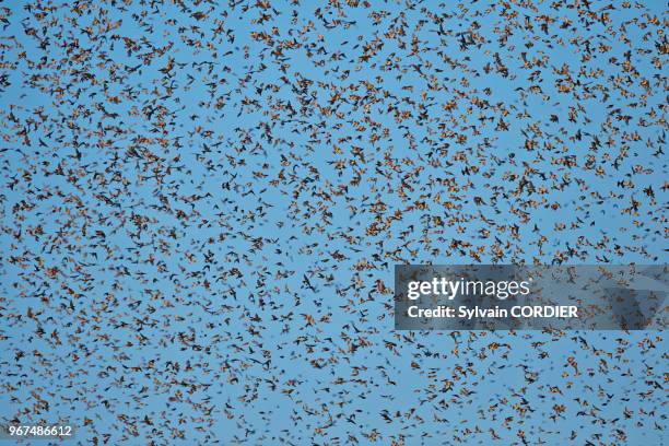 Allemagne, Bade Wurtemberg, Lorrach, rassemblement de millions de pinsons dans un dortoir hivernal européen dans le sud ouest de l'Allemagne, Pinson...