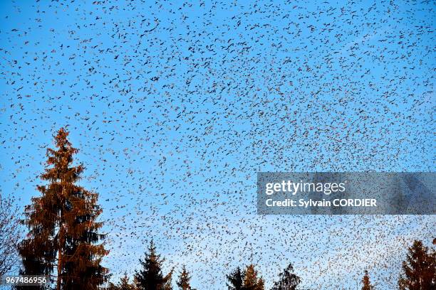 Allemagne, Bade Wurtemberg, Lorrach, rassemblement de millions de pinsons dans un dortoir hivernal européen dans le sud ouest de l'Allemagne, Pinson...