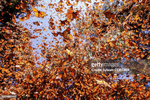 Papillons monarques en hivernage de novembre à mars, Reserva de la Biosfera Mariposa Monarca El Rosario, Angangueo, état de Michoacan, Mexique.
