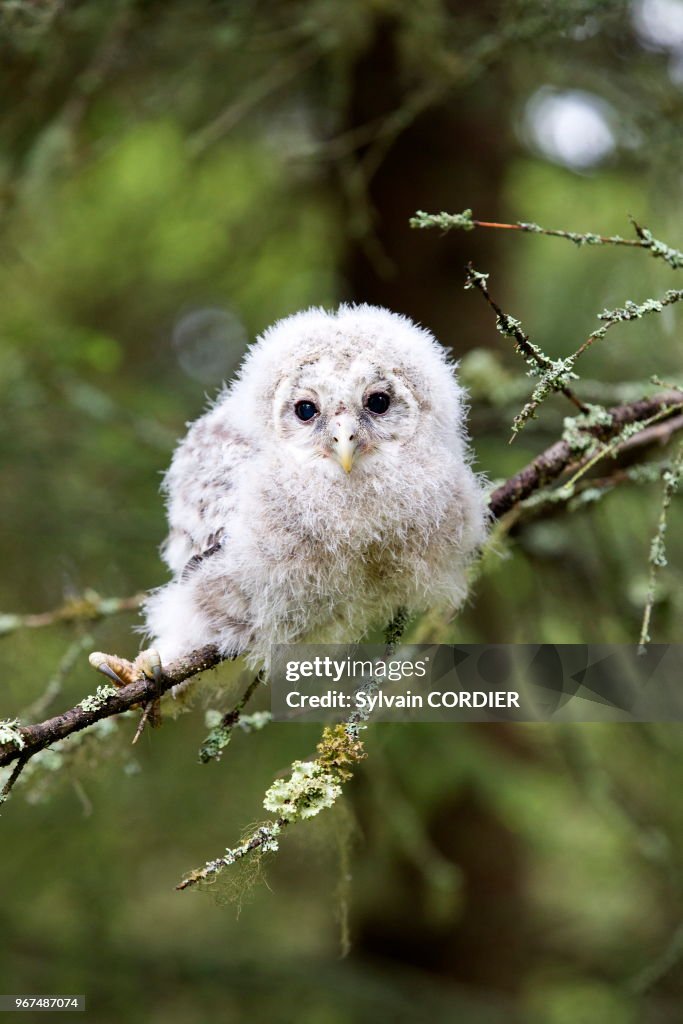 Jeune chouette de l'Oural