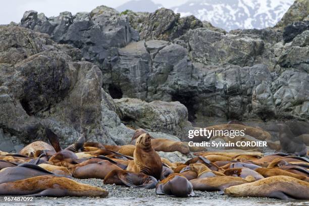 Alaska , Yasha Island between Chatham strait and Frederick sound , Northern Sea Lion , Order : carnivora , family : Otariidae.