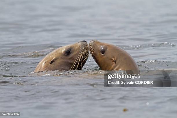 Alaska , Yasha Island between Chatham strait and Frederick sound , Northern Sea Lion , Order : carnivora , family : Otariidae.