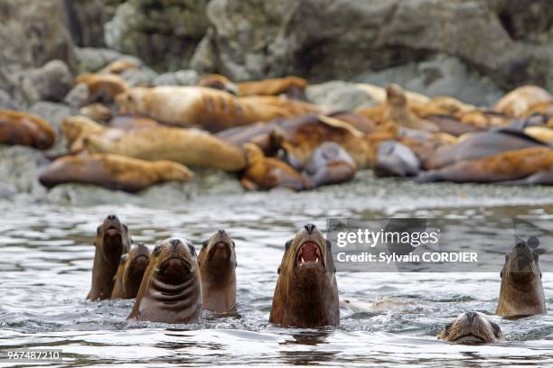 Alaska , Yasha Island between Chatham strait and Frederick sound , Northern Sea Lion , Order : carnivora , family : Otariidae.