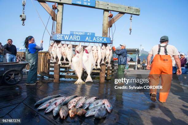 Etats-Unis, Alaska, péninsule de Kenai,tableau de pêche et pesée des poissons au port de Seward.