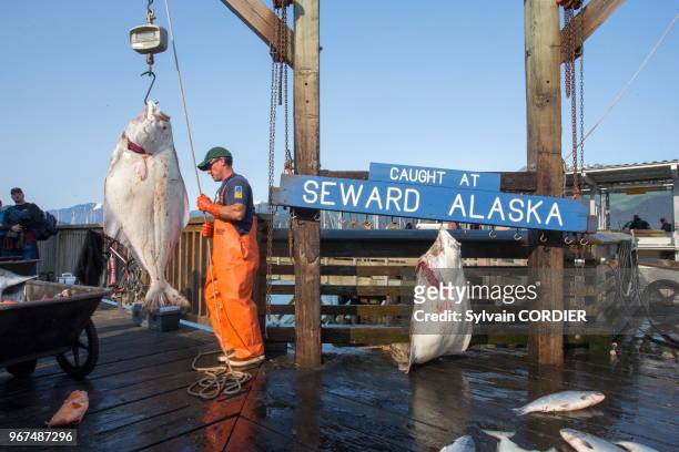 Etats-Unis, Alaska, péninsule de Kenai,tableau de pêche et pesée des poissons au port de Seward.