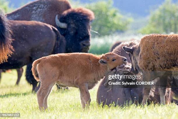 Amérique du Nord, Alaska, Anchorage, Centre de la Conservation de la Faune Sauvage à Portage, Bison des bois .