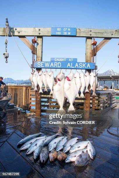 Etats-Unis, Alaska, péninsule de Kenai,tableau de pêche et pesée des poissons au port de Seward.