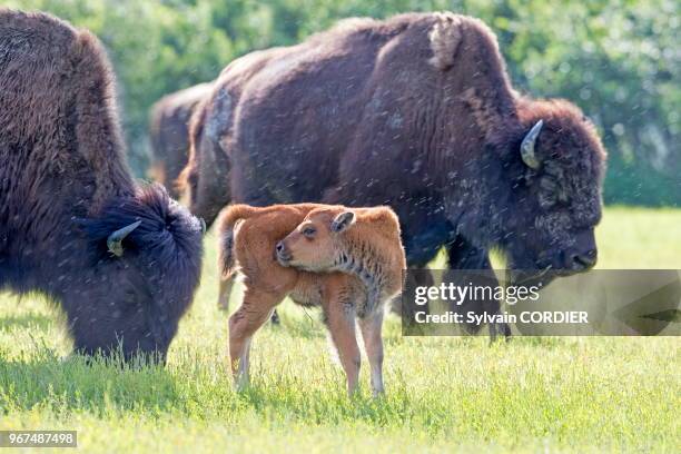 Amérique du Nord, Alaska, Anchorage, Centre de la Conservation de la Faune Sauvage à Portage, Bison des bois .