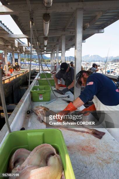 Amérique du Nord,Etats Unis,Alaska,Péninsule de Kenaï,Port de Seward,pêche de la journée,levée des filets des poissons,saumons.