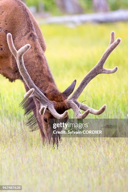 Amérique du Nord,Etats Unis,Alaska,Anchorage,Centre de la Conservation de la Faune Sauvage à Portage,Wapiti .