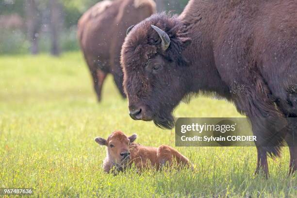 Amérique du Nord, Alaska, Anchorage, Centre de la Conservation de la Faune Sauvage à Portage, Bison des bois .