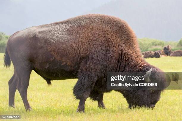 Amérique du Nord, Alaska, Anchorage, Centre de la Conservation de la Faune Sauvage à Portage, Bison des bois .