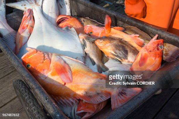Amérique du Nord,Etats Unis,Alaska,Péninsule de Kenaï,Port de Seward,pêche de la journée,levée des filets des poissons,saumons.
