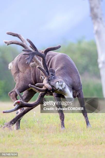 Amérique du Nord,Etats Unis,Alaska,Anchorage,Centre de la Conservation de la Faune Sauvage à Portage,Caribou .