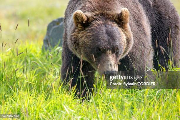 Amérique du Nord, Alaska, Anchorage, Centre de la Conservation de la Faune Sauvage à Portage,Ours brun, Grizzly .