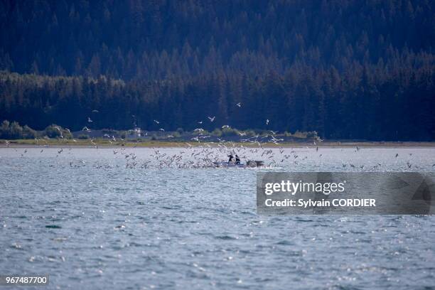 Amérique du Nord, Alaska, Péninsule de Kenaï, Parc national de Kenai Fjords, pêcheurs de saumon entourés de goéland à ailes grises qui profitent de...