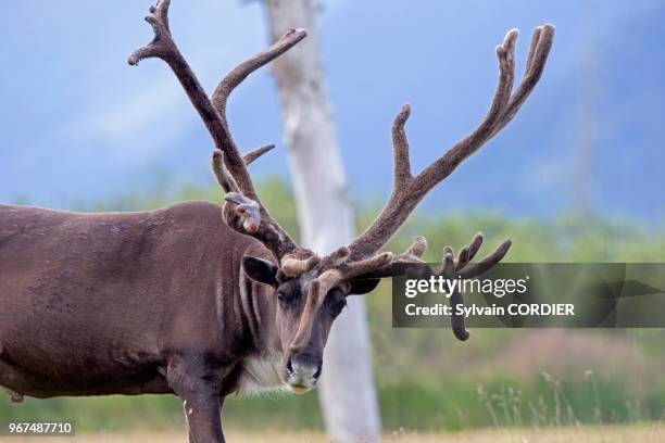 Amérique du Nord,Etats Unis,Alaska,Anchorage,Centre de la Conservation de la Faune Sauvage à Portage,Caribou .