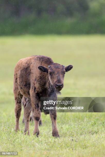 Amérique du Nord, Alaska, Anchorage, Centre de la Conservation de la Faune Sauvage à Portage, Bison des bois .