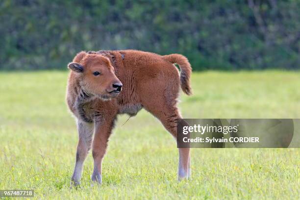 Amérique du Nord, Alaska, Anchorage, Centre de la Conservation de la Faune Sauvage à Portage, Bison des bois .