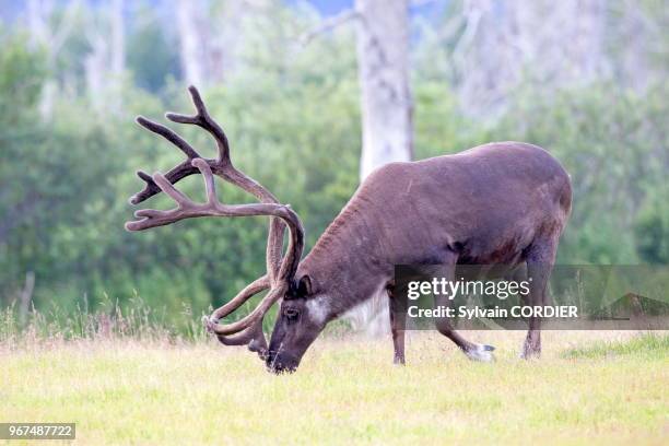 Amérique du Nord,Etats Unis,Alaska,Anchorage,Centre de la Conservation de la Faune Sauvage à Portage,Caribou .