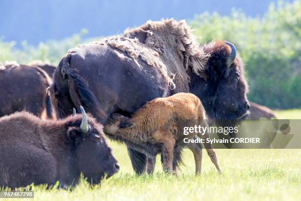 Amérique du Nord, Alaska, Anchorage, Centre de la Conservation de la Faune Sauvage à Portage, Bison des bois .