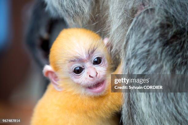 Asie, Bornéo, Malaisie, Sabah, Labuk Bay, Semnopithèque à coiffe ou Langur argenté , adulte et jeune de couleur orange.