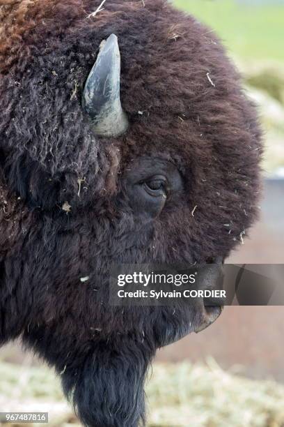 Amérique du Nord, Alaska, Anchorage, Centre de la Conservation de la Faune Sauvage à Portage, Bison des bois .