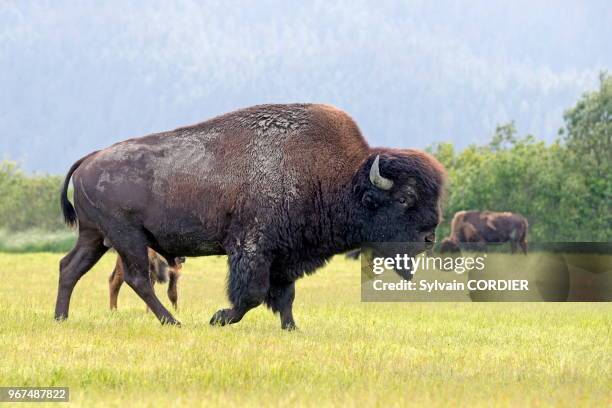 Amérique du Nord, Alaska, Anchorage, Centre de la Conservation de la Faune Sauvage à Portage, Bison des bois .