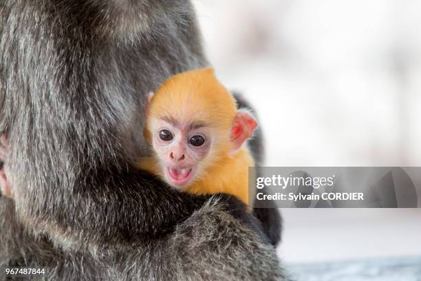 Asie, Bornéo, Malaisie, Sabah, Labuk Bay, Semnopithèque à coiffe ou Langur argenté , adulte et jeune de couleur orange.