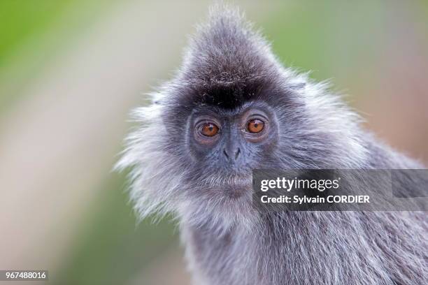 Asie, Bornéo, Malaisie, Sabah, Labuk Bay, Semnopithèque à coiffe ou Langur argenté , adulte et jeune de couleur orange.