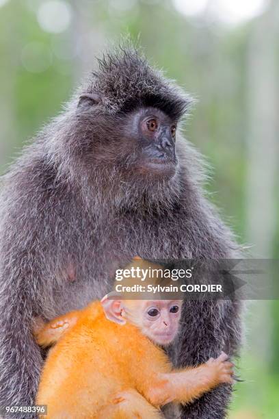 Asie, Bornéo, Malaisie, Sabah, Labuk Bay, Semnopithèque à coiffe ou Langur argenté , adulte et jeune de couleur orange.