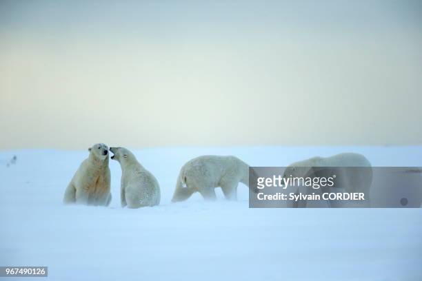 Refuge faunique national arctique, Kaktovik, ours polaire , jeu et lutte entre sub adultes.