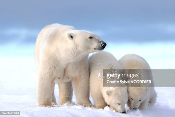 Etats Unis , Alaska , Refuge faunique national arctique , Kaktovik , ours polaire , femelle et deux petits de l'année.