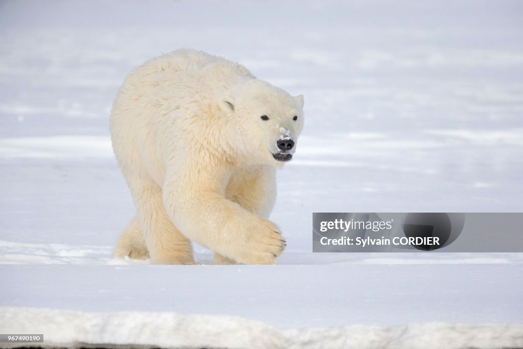 Ours polaire (Ursus maritimus)