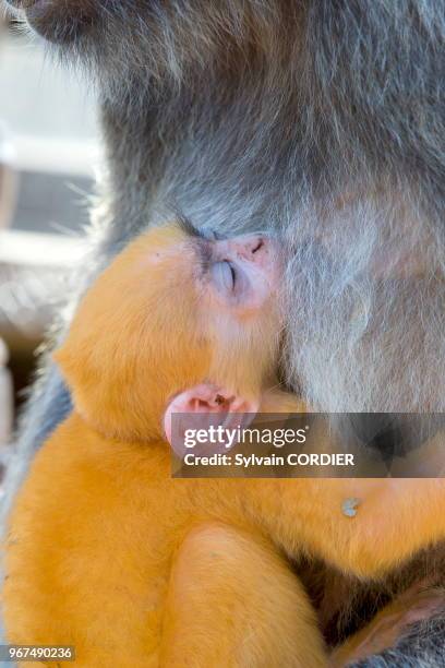 Asie, Bornéo, Malaisie, Sabah, Labuk Bay, Semnopithèque à coiffe ou Langur argenté , adulte et jeune de couleur orange.