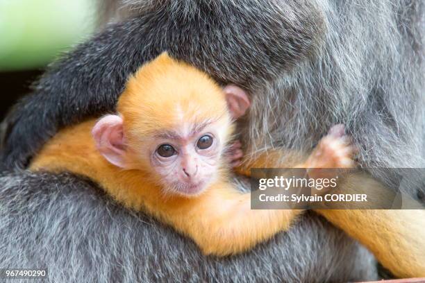 Asie, Bornéo, Malaisie, Sabah, Labuk Bay, Semnopithèque à coiffe ou Langur argenté , adulte et jeune de couleur orange.