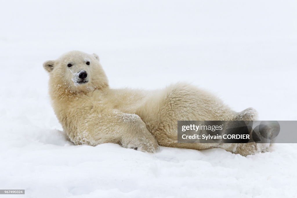 Ours polaire (Ursus maritimus)