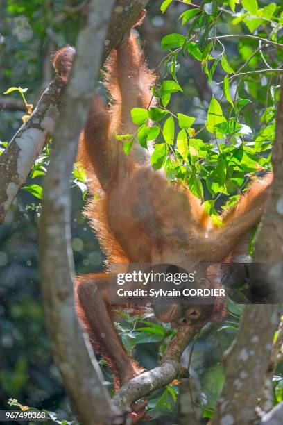 Asia, Malaysia, Borneo, Sabah, Sandakan, Sepilok Orang Utan Rehabilitation Center, Northeast Bornean orangutan , young.