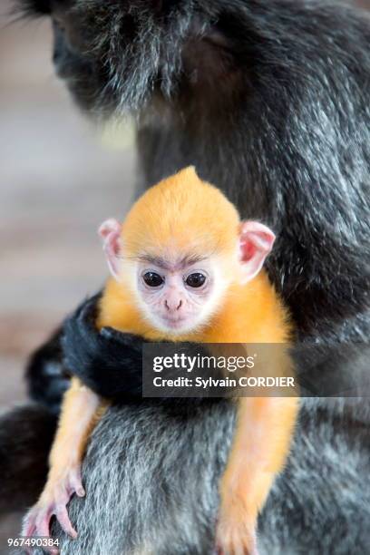 Asie, Bornéo, Malaisie, Sabah, Labuk Bay, Semnopithèque à coiffe ou Langur argenté , adulte et jeune de couleur orange.