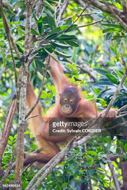 Asia, Malaysia, Borneo, Sabah, Sandakan, Sepilok Orang Utan Rehabilitation Center, Northeast Bornean orangutan , young.