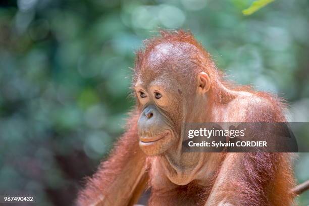 Asie, Malaysie, Bornéo, Sabah, Sandakan, Centre de réhabilitation de Sépilok, Orang outan de Bornéo , jeune animal dans son nid ou à coté de son nid.