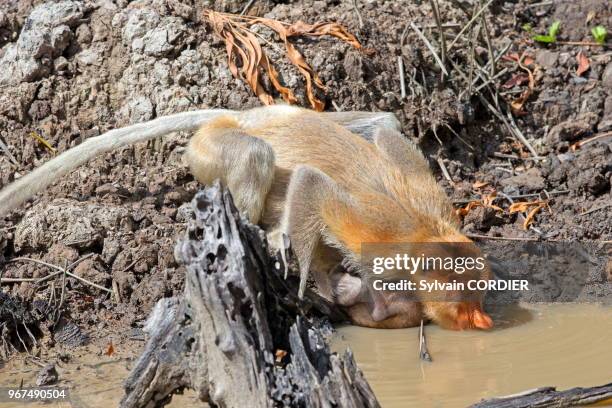 Asie, Bornéo, Malaisie, Sabah, Labuk Bay, Nasique de Bornéo, femelle et jeune en train de boire dans une flaque.