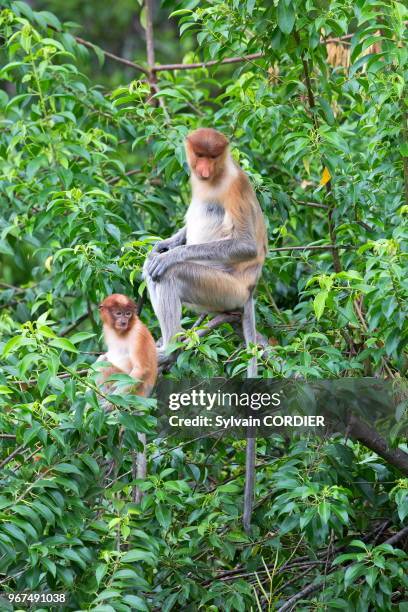 Asie, Bornéo, Malaisie, Sabah,Labuk Bay, Nasique de Bornéo, femelle adulte et bébé.